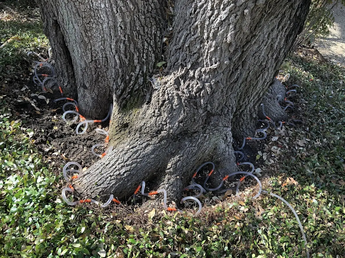 Detailed Tree Cabling and Bracing job site in Nonantum