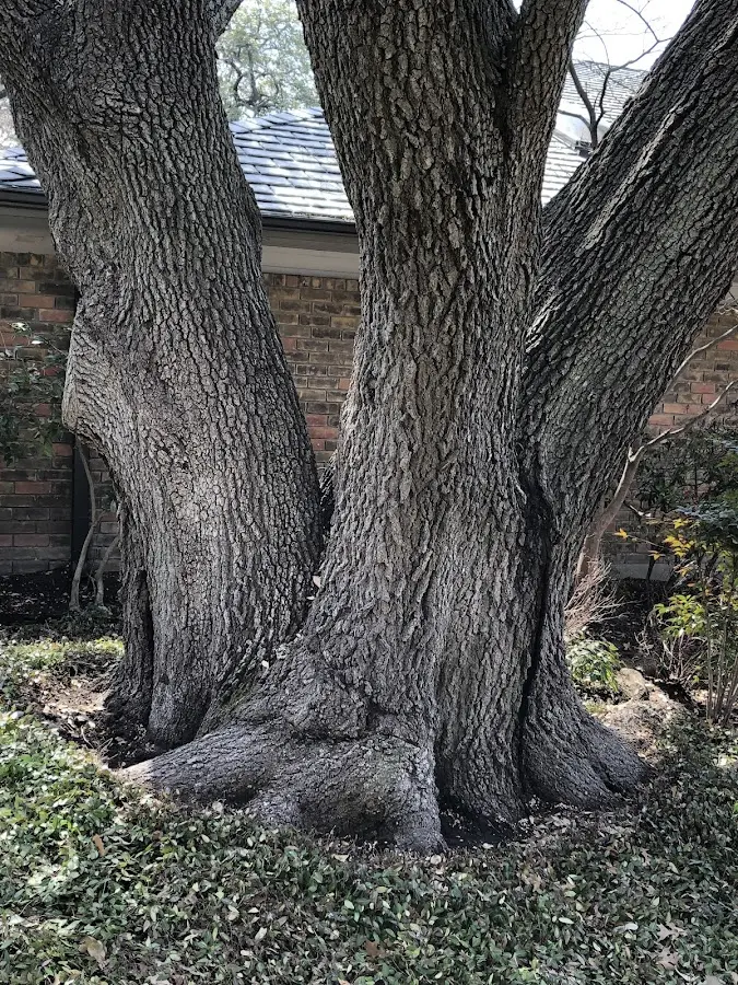 Mature heritage tree close to a Nonantum property cared for by certified arborists